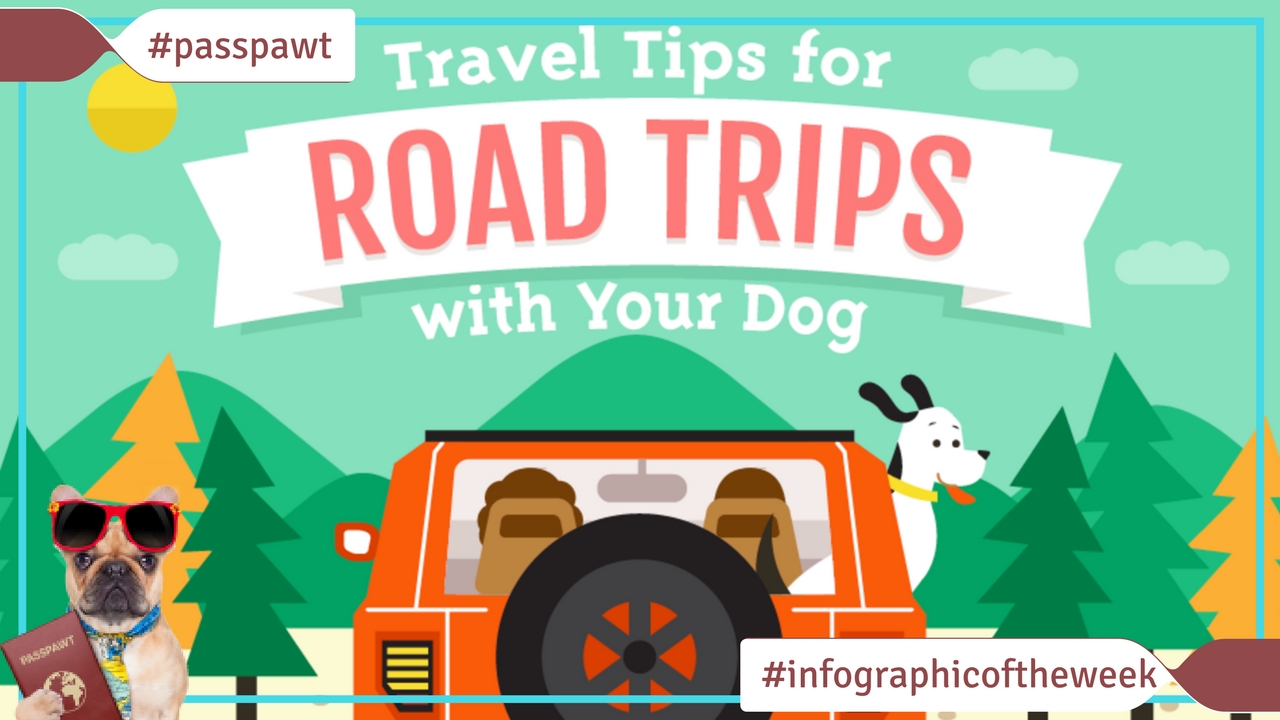 Travelling with dogs in Dogland – In A Car – Road Trip With Rover