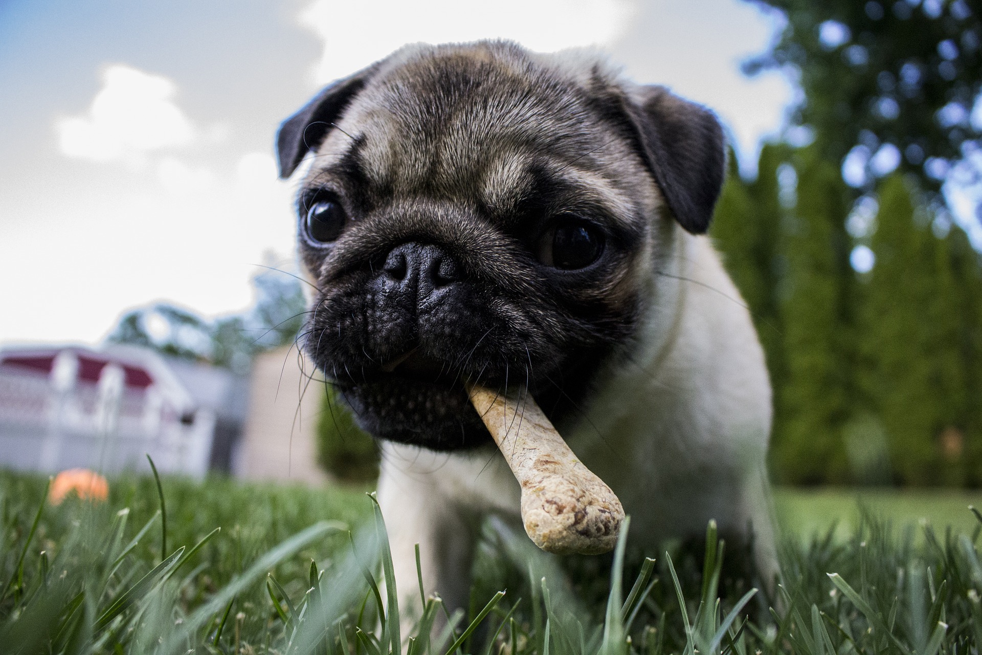 5 Delicious Dog Treats You Should Make This Summer