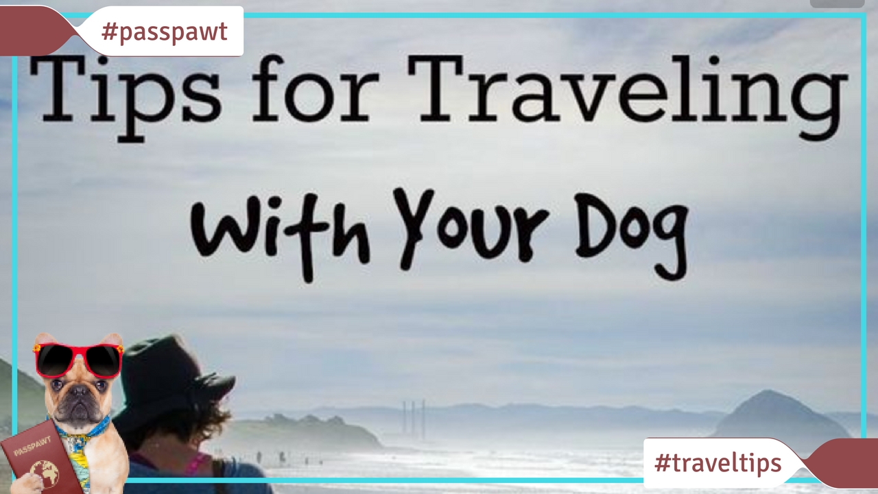 Travelling with dogs in Dogland – Travel Tips – Travelling With Dogs