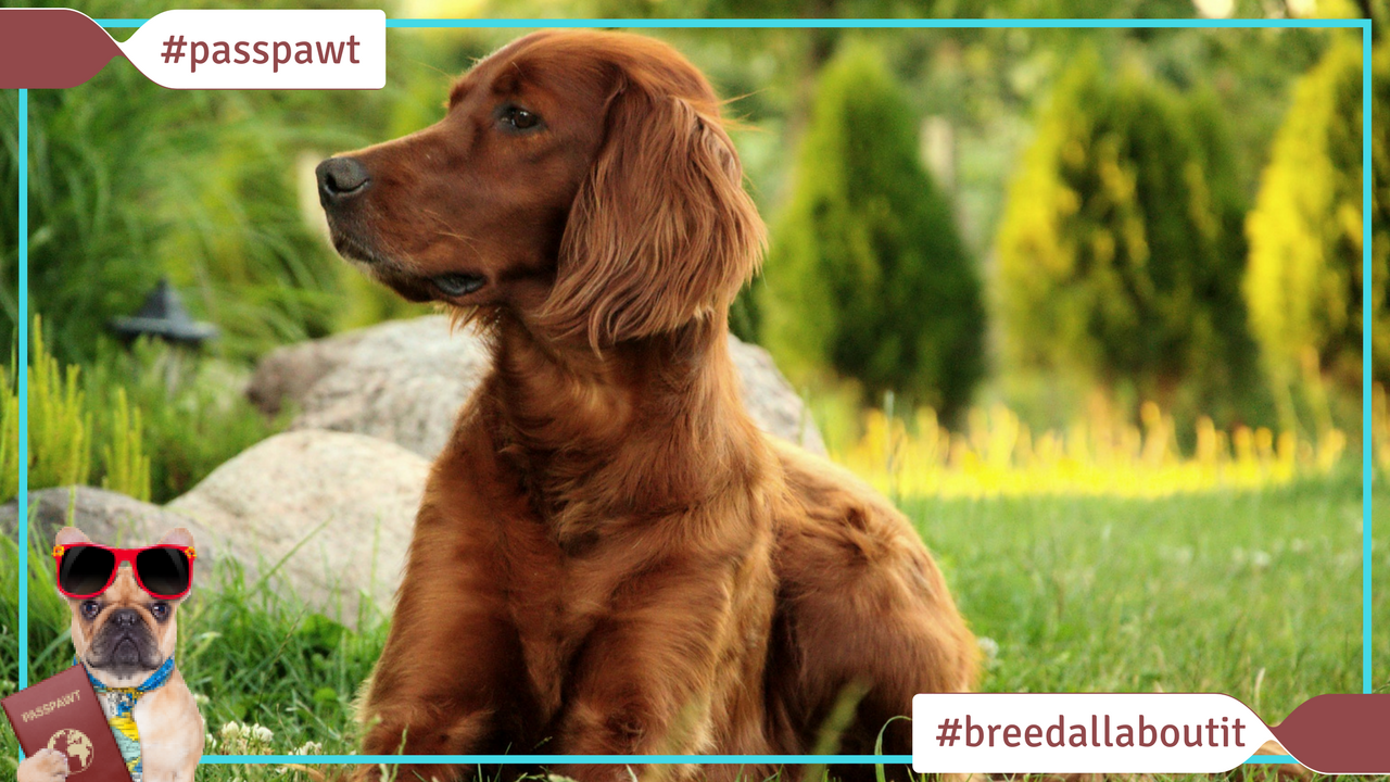 Breed All About It – Dog Breeds starting With I – Irish Setter