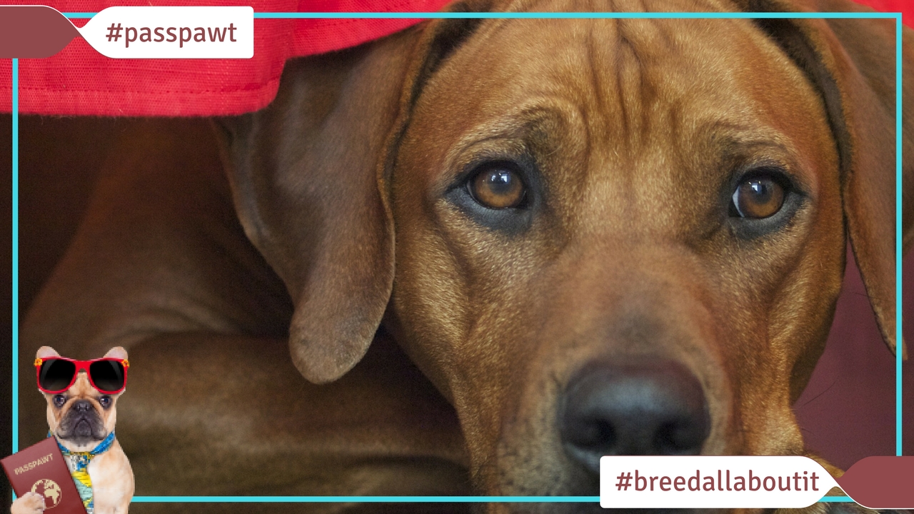 Breed All About It – Dog Breeds starting With R – Rhodesian Ridgeback