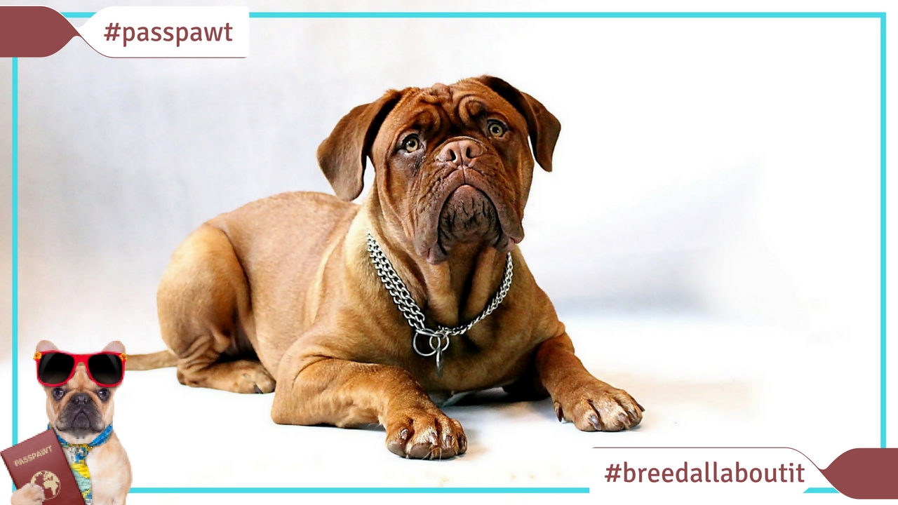 Breed All About It – Dog Breeds starting With M – Bullmastiff