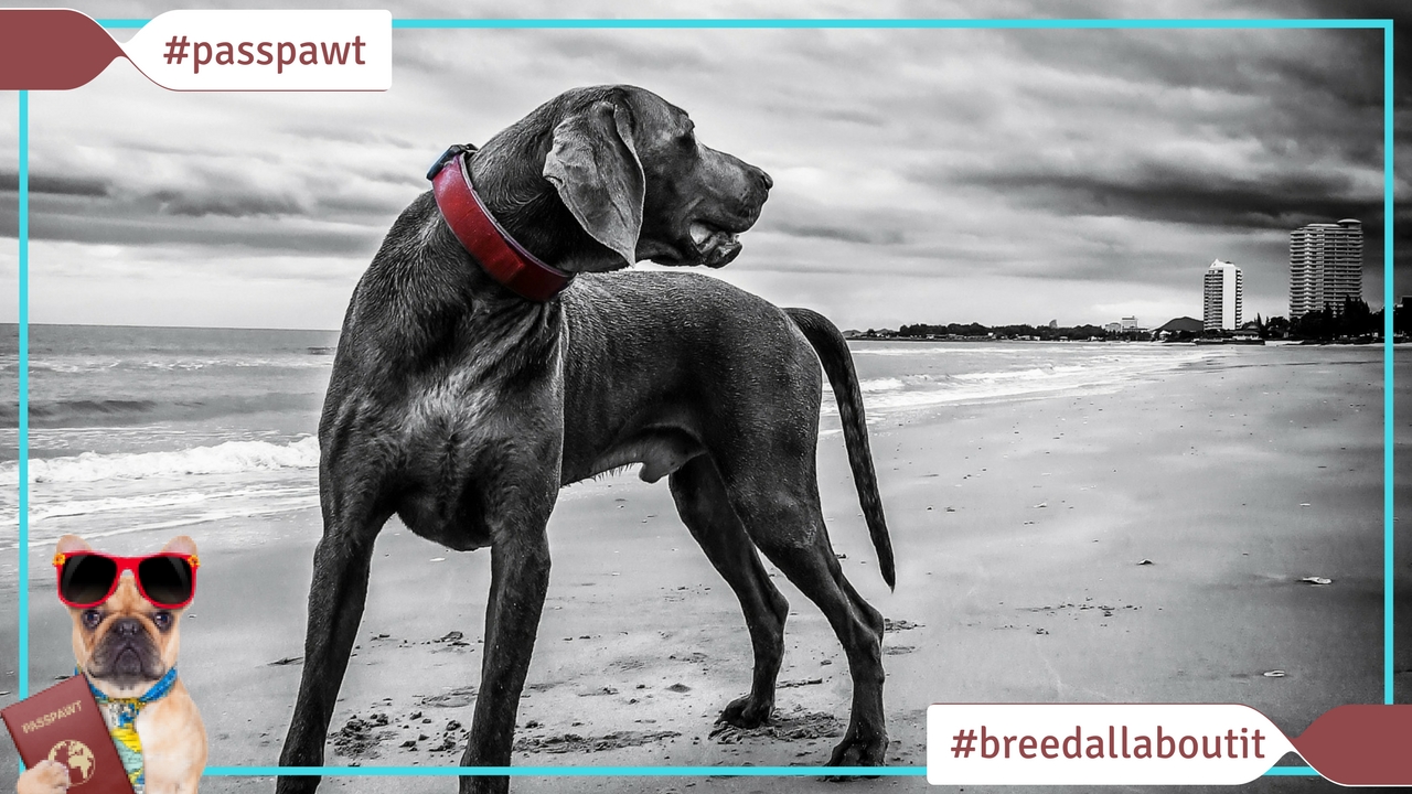 Breed All About It – Dog Breeds starting With W – Weimaraner