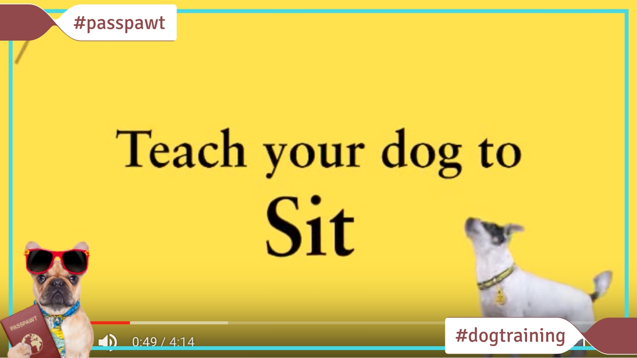 Dog Training Videos –  – Teaching Your Dog To Sit