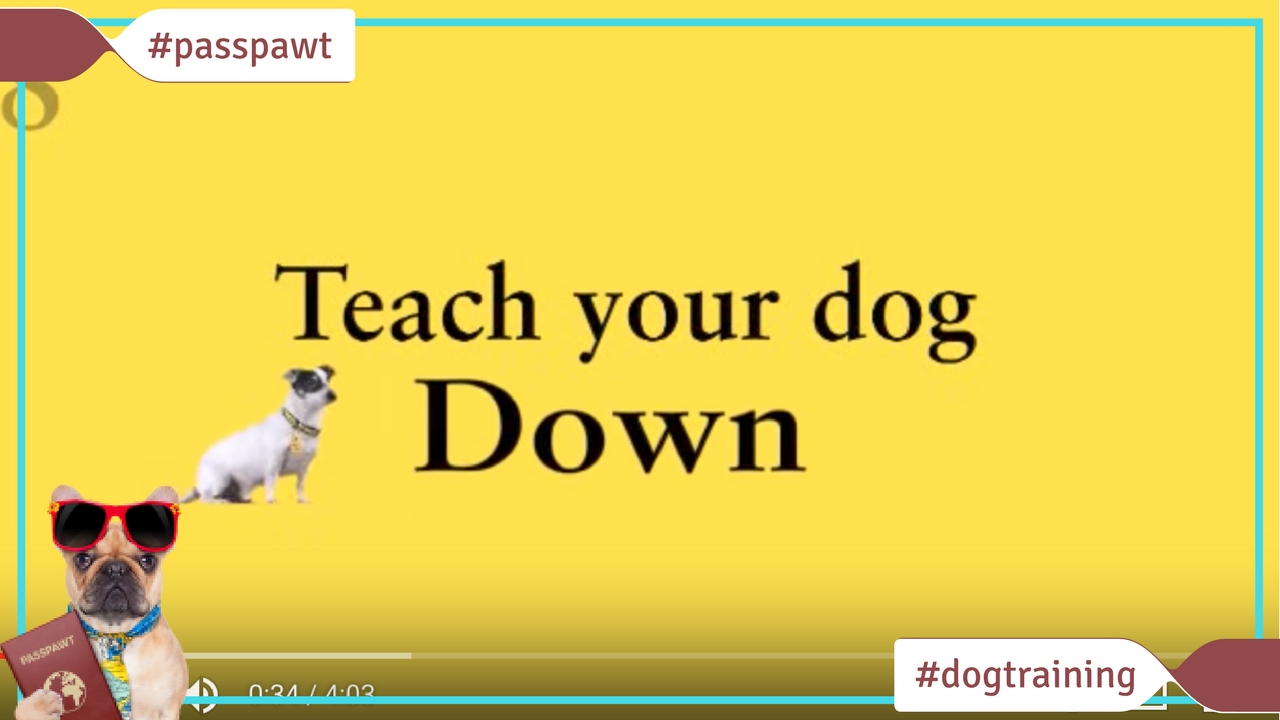 Dog Training Videos –  – Down Boy
