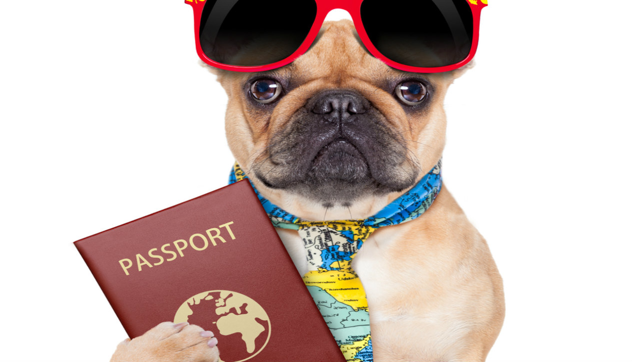 The Ultimate Guide To Pet Passports & Taking Your Pet Abroad
